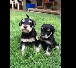 Gorgeous Miniature Schnauzer Pups