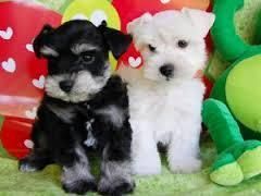 Black And White Schnauzer Puppies For Good Homes