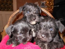 Miniature Schnauzer Puppies For adoption