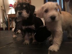 3 Miniature Schnauzer Puppies