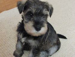 Schnauzer Puppies,male and female.