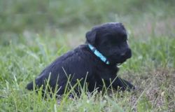 Giant Schnauzer Puppies for Sale