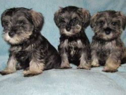Gorgeous schnauzers available