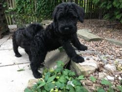 Giant Schnauzers Ready For New Home