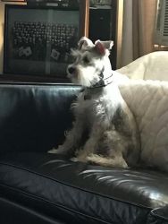 6 month old schnauzer for re-homing