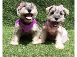 Two Nice Miniature Schnauzer Puppies Ready