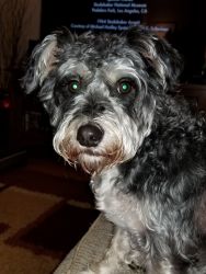 Rehoming for female Schnauzer