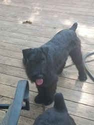 Giant schnauzers for sale