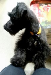 Female puppy black Schnauzer