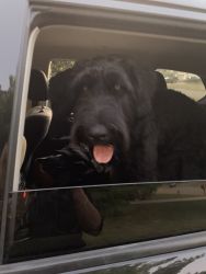 Giant schnauzer puppy for sale
