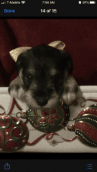 Mini Schnauzer puppies for sale just in time for Christmas