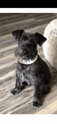 Loveable Mini Schnauzer Puppy for good home