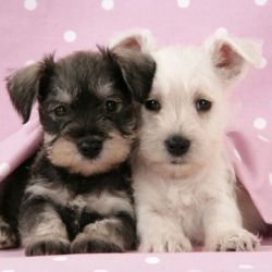 Amazing Schnauzer Puppies Available for sale