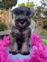 10 week old female schnauzer puppy for sale