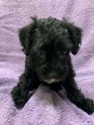 Female schnoodles puppies for sale