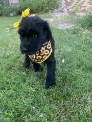 Schnoodle puppy!