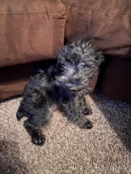 3 Month Old Schnoodle.