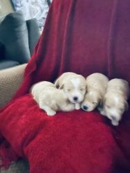 Beautiful poodle mix Nauser puppies for sale schnoodles