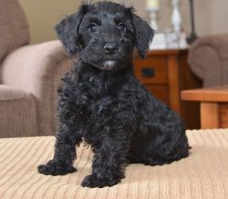 Super cute Schnoodle puppies for Sale.