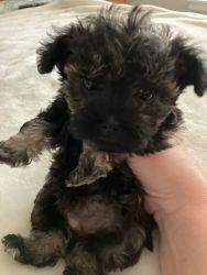 Female Toy Schnoodles Puppies for Sale