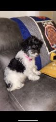 Coco (schnoodle pup)