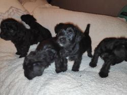 Healthy Schnoodle puppies for sale.