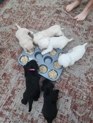 6 super cute mini Schnoodle puppies for sale
