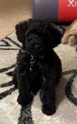Schnoodle puppy