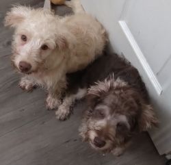 Tekoyo and Brisa male and female Schnoodle puppies