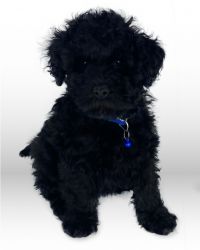 Introducing Bonnie: The Adorable Ebony Schnoodle