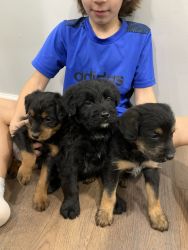 Puppies ready for forever home