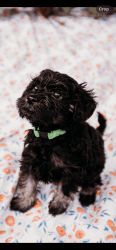 Schnoodle puppies ready mid March
