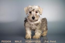 Male Salt and Pepper Schnoodle