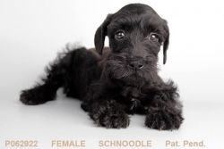 Our Female Schnoodle Puppy!