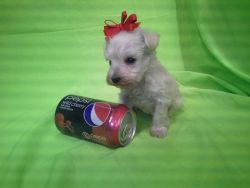 Schnoodle Baby Girl -small mini