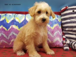 schnoodle male akc registered comes with vet