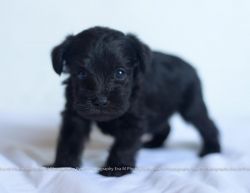 Mini Schnoodle Puppy Baxley