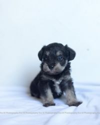 Mini Schnoodle Puppy Denver