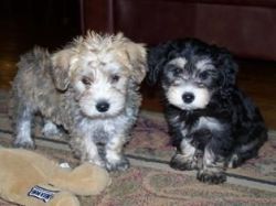 Ready Now!! Stunning Rare Schnoodle Puppies