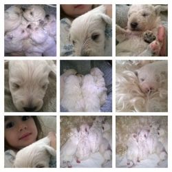 Ready Now * Healthy Well Bred Schnoodle Pups *