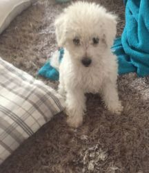 Schnoodle Puppies - **ready Now**