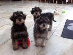 F1 Schnoodle Pups