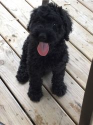 Schnoodle puppies available