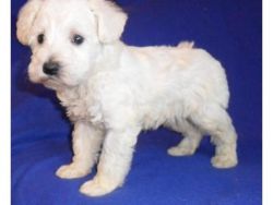 Schnoodle Puppies for sale