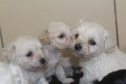 Lovely male and Female Schnoodle Puppies