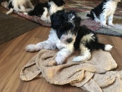 Mini Schnoodle puppies for sale!