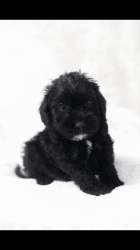 Male 9 week old Mini Schnoodle black puppy