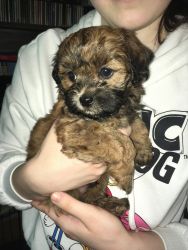 Toy ShihPoo puppies