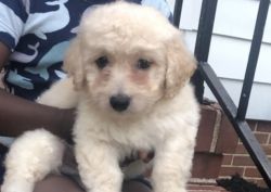 Schnoodle Puppy for sale