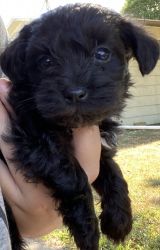 Miniature/Toy Schnoodle Puppies